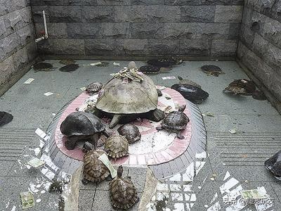 养乌龟的禁忌吉凶-易德轩吉祥商城