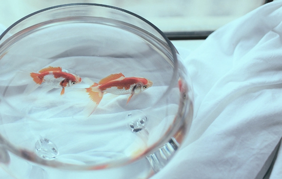 最招财的风水鱼是哪一种-易德轩吉祥商城