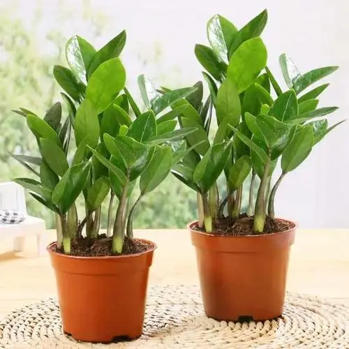 風水布局怎么可以旺财 金钱树摆阳台财源滚滚