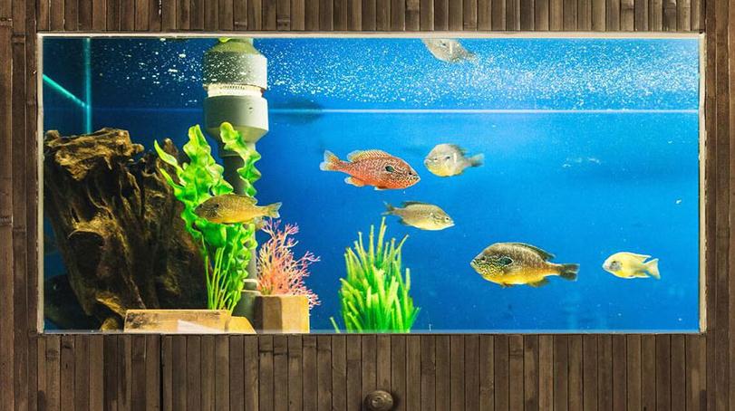 鱼缸在家里应该放在什么位置最好?鱼缸10大招财位置-易德轩吉祥商城 鱼缸在家里应该放在什么位置最好?鱼缸10大招财位置-易德轩吉祥商城