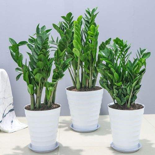 过年买什么盆栽放家里 金钱树象征财源广进 过年买什么盆栽放家里 金钱树象征财源广进