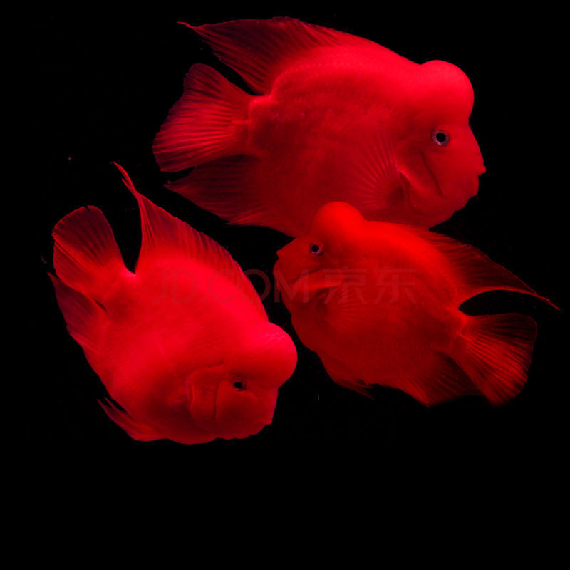 为什么说招财鱼有灵性  招财鱼和什么鱼混养好