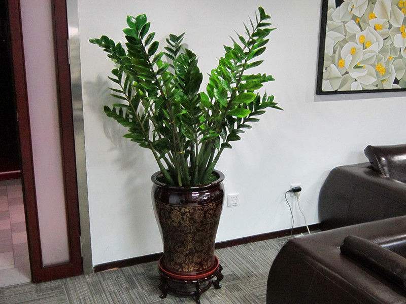 什么花镇宅辟邪招财-易德轩吉祥商城