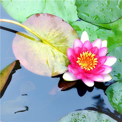 养什么花招财并聚财-易德轩吉祥商城