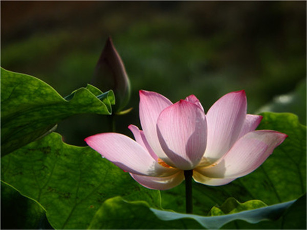 貔貅会杀主人吗 带貔貅的讲究和忌讳-易德轩吉祥商城