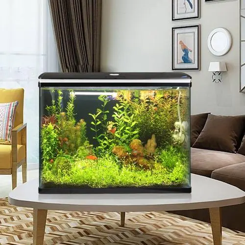 风水鱼有哪些，风水鱼有几种?