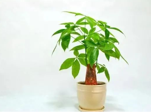 黑曜石摆件发财树摆件龙龟摆件的作用