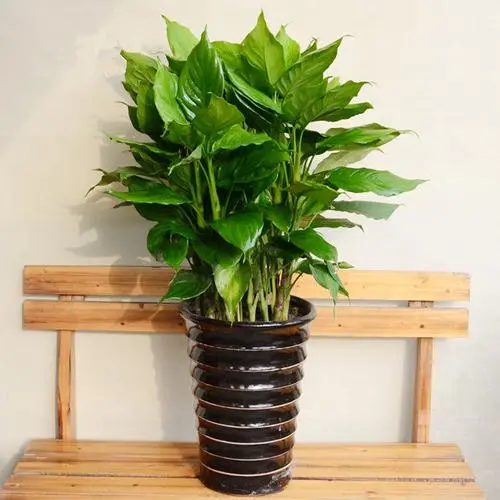     客厅最旺家的绿植 万年青放客厅招财旺运