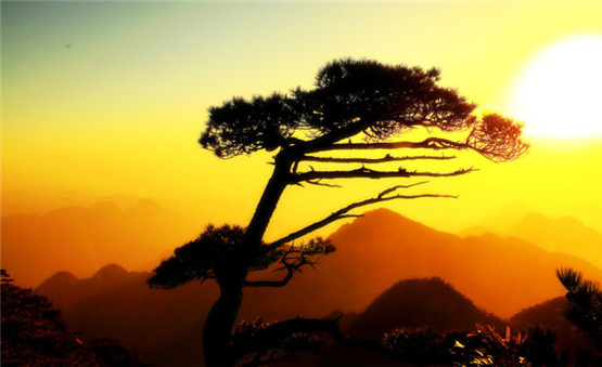 办公桌养什么植物运气好-易德轩吉祥商城 办公桌养什么植物运气好-易德轩吉祥商城