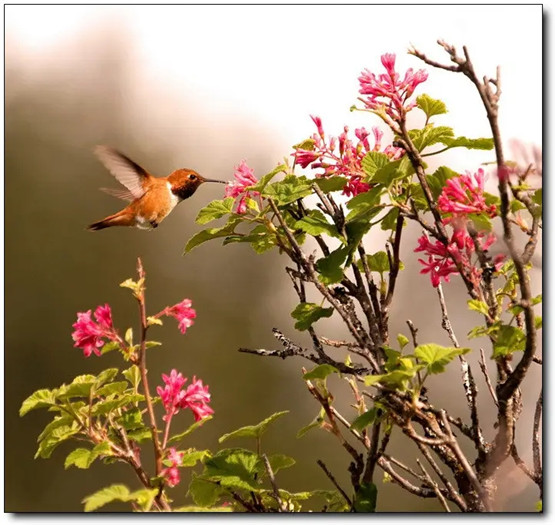 四柱八字解析：什么是“烂桃花”？-易德轩吉祥网