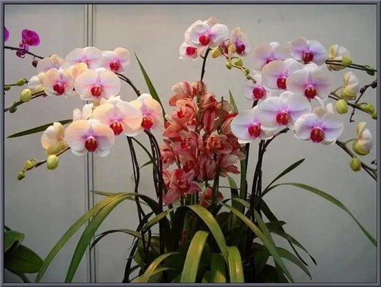 办公室万年青摆放風水禁忌-易德轩吉祥商城