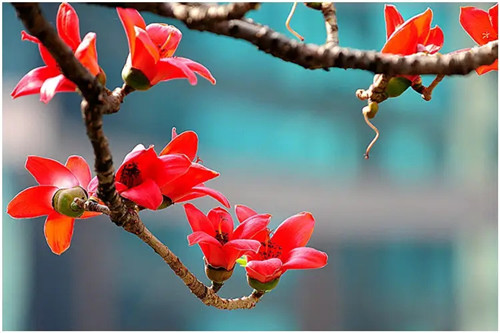 催旺桃花运最有效的方法