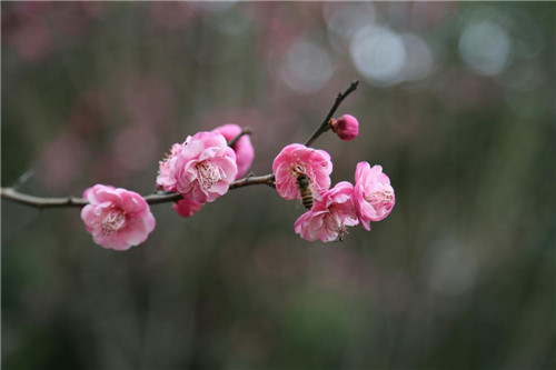 八字正缘桃花查询-易德轩吉祥网 八字正缘桃花查询-易德轩吉祥网