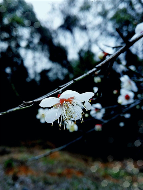 2026火运来袭|十二生肖好运榜出炉-易德轩吉祥网 2026火运来袭|十二生肖好运榜出炉-易德轩吉祥网