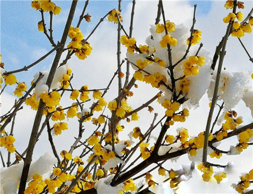 八个小诀窍让你新年能风水开运