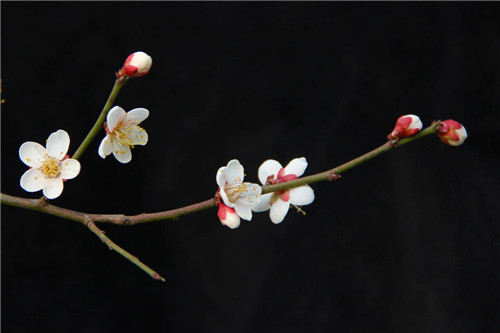 八字日支坐“财星”的婚姻感情有何特点？-易德轩吉祥网