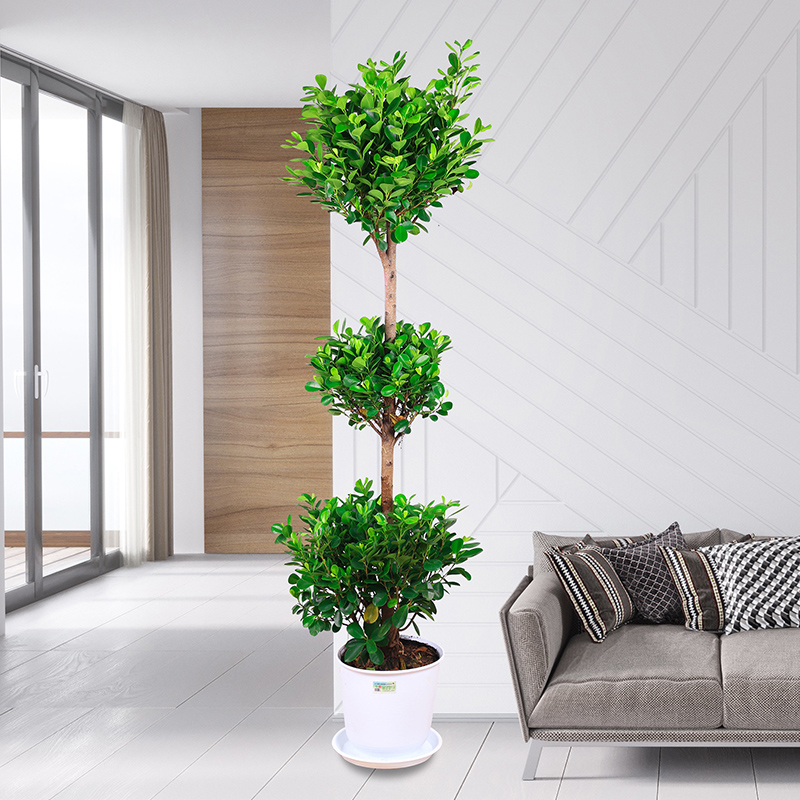 办公室的门厅摆什么饰物风水好