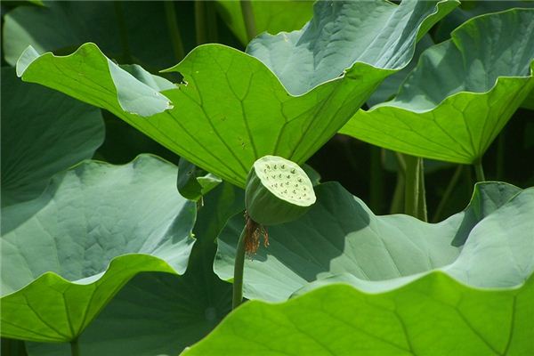 盲派直断算命经验绝招