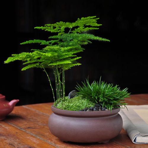 办公桌上的风水奥秘文昌塔、富贵竹、龙摆件助力升职加薪!