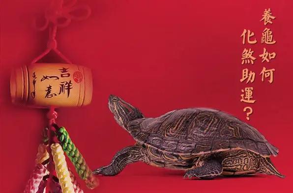 养龟如何化煞助运？
