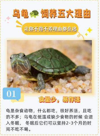 乌龟镇宅化煞，但这类人千万不能养！