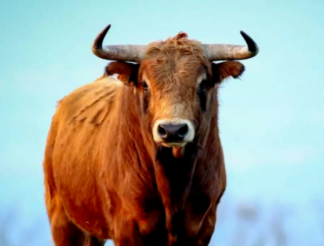 属牛的属相婚配表 和什么生肖最配