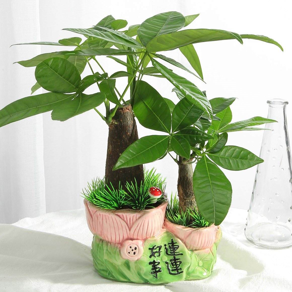 阳台可以养殖哪些风水植物摆件 阳台可以养殖哪些风水植物摆件