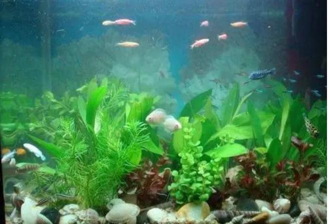 万不可滥用风水化煞工具-易德轩吉祥网 万不可滥用风水化煞工具-易德轩吉祥网