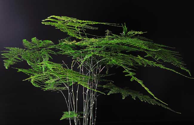 家里养什么花风水好-易德轩吉祥商城　