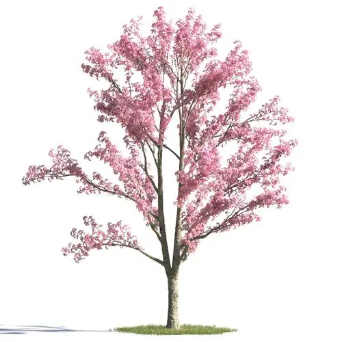 什么树适合种在庭院 樱花寓意繁荣