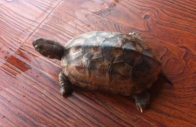 养乌龟是聚财还是破财,会不会影响财运-易德轩吉祥商城