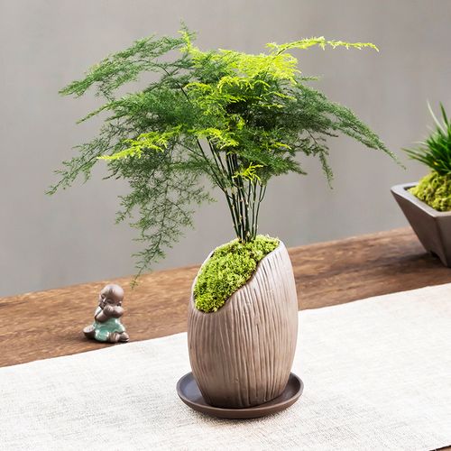 家居中养什么植物最旺？