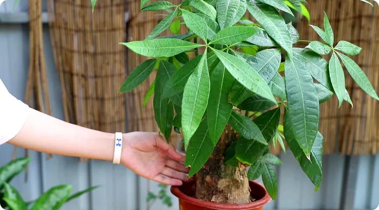 财神位放什么最旺财,家里财神位摆放什么植物最好-易德轩吉祥商城 财神位放什么最旺财,家里财神位摆放什么植物最好-易德轩吉祥商城