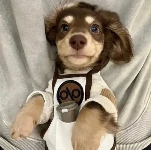 宠物小窝安放的位置不正确，会破坏了家居风水！