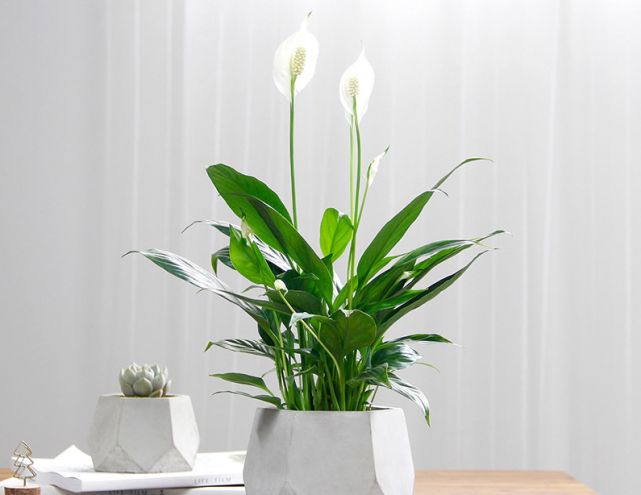 这些摆件可促进事业