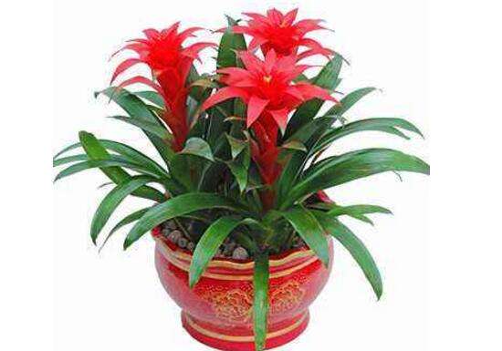 家里适合养什么花招财 鸿运当头聚气纳财