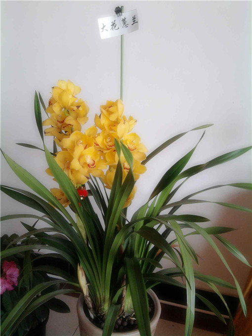 懒人开运指南：这3种宠物“自带吸金体质”