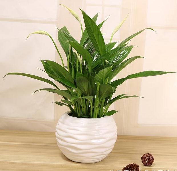 办公室摆放什么植物最招财-易德轩吉祥商城 办公室摆放什么植物最招财-易德轩吉祥商城