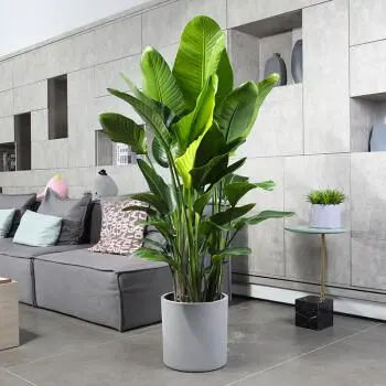     客厅最旺家的绿植 客厅放什么绿植比较好呢