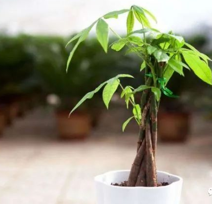 小型瑞士野兽 可以镇风水