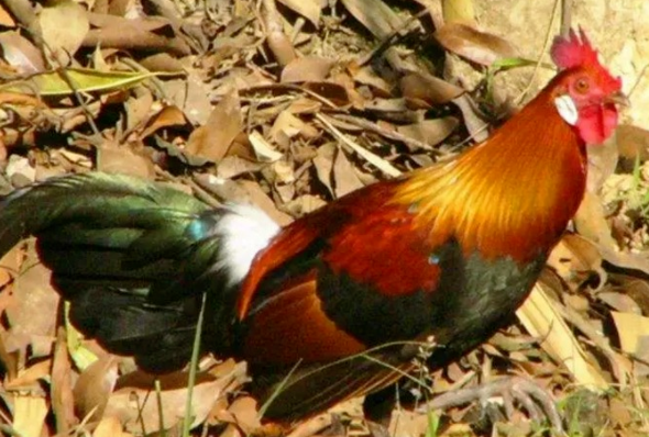 生肖犯六冲的人不宜合资合作