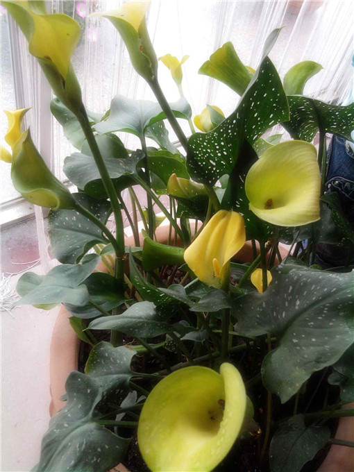 婚车风水:婚庆用车的选择讲究