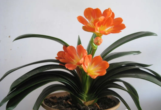 客厅摆放万年青 能起到繁荣财富的作用 客厅摆放万年青 能起到繁荣财富的作用