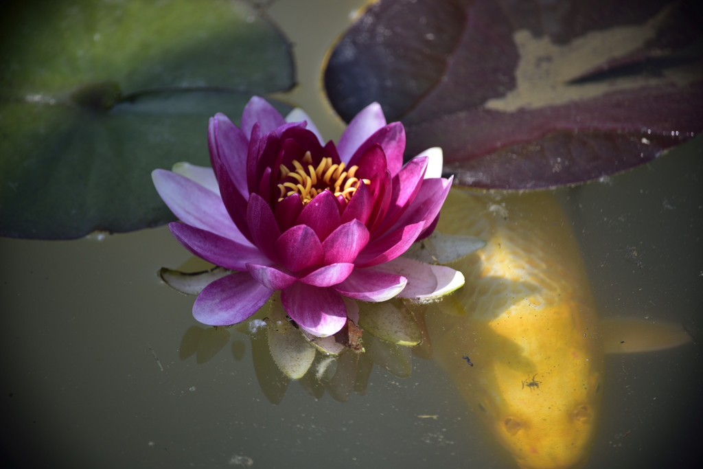 十二生肖属相6月下旬桃花扎堆生肖 若能抓紧时机就能赚大钱- 易德轩吉祥物商城