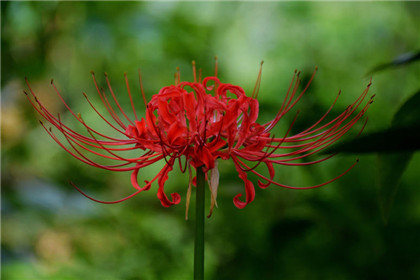 2020庚子年十二生肖属鼠人值太岁之年的运程预测 在情感方面是桃花朵朵开的情况- 易德轩吉祥物商城 2020庚子年十二生肖属鼠人值太岁之年的运程预测 在情感方面是桃花朵朵开的情况- 易德轩吉祥物商城