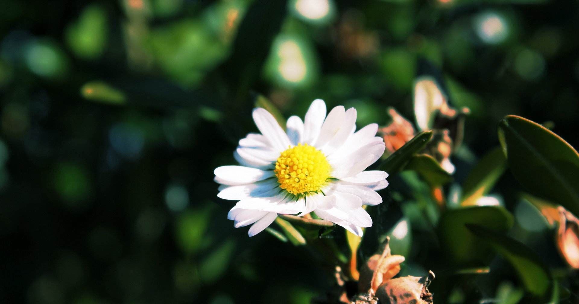 八月份生肖运势预测，这几个生肖注意了,你的桃花运离你不远了- 易德轩吉祥商城