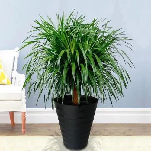 龙须树放客厅大忌 龙须树放客厅大忌