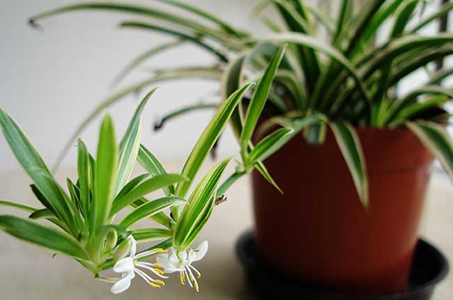 办公大厅摆放什么植物招财 阔叶可聚财 办公大厅摆放什么植物招财 阔叶可聚财