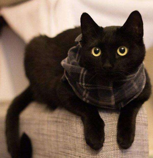 养黑猫招财还是破财呢 财运如何