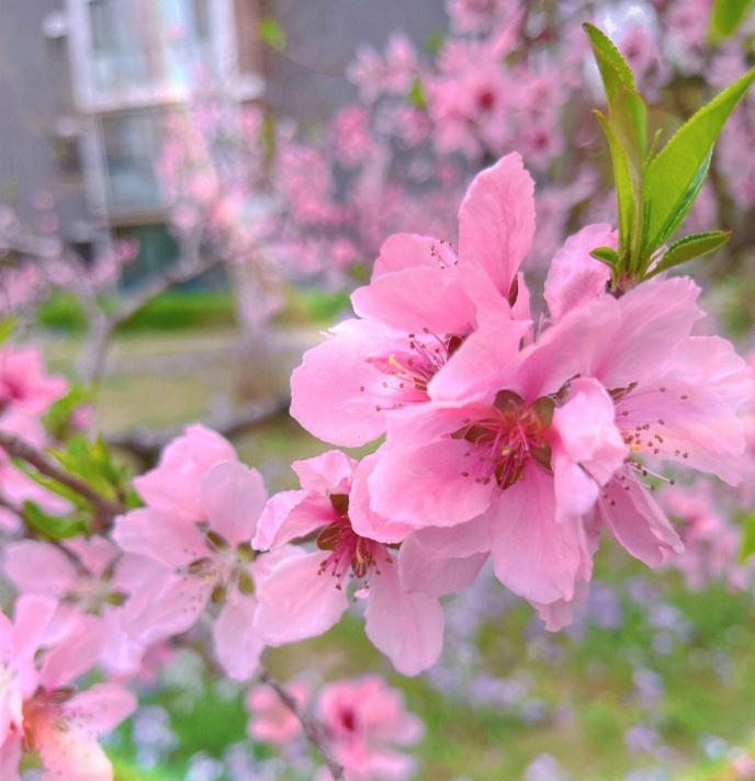 最强的关于桃花运的介绍(催桃花、斩桃花)-易德轩吉祥网 最强的关于桃花运的介绍(催桃花、斩桃花)-易德轩吉祥网